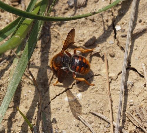 Réf. 204 013 : Rhodanthidium sticticum